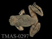 藏品(艾氏樹蛙)的圖片